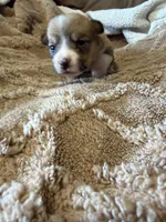 Honey brown male2, a male Cardigan Welsh Corgi and Pembroke Welsh Corgi for sale in Rush Springs, OK – 2 of 4
