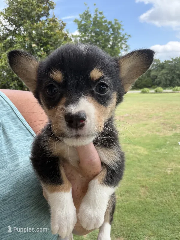 Honey black female  – Cardigan Welsh Corgi, Pembroke Welsh Corgi puppy for sale in Rush Springs, OK