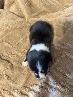 Honey black male 1, a male Cardigan Welsh Corgi and Pembroke Welsh Corgi for sale in Rush Springs, OK – 4 of 4
