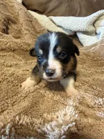 Honey black male 1, a male Cardigan Welsh Corgi and Pembroke Welsh Corgi for sale in Rush Springs, OK – 2 of 4