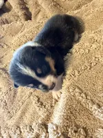 Honey black male 1, a male Cardigan Welsh Corgi and Pembroke Welsh Corgi for sale in Rush Springs, OK – 3 of 4