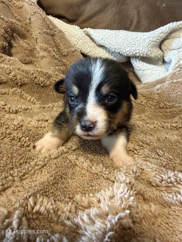 Honey black male 1 – Cardigan Welsh Corgi, Pembroke Welsh Corgi puppy on hold in Rush Springs, OK