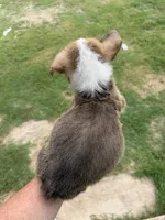 Honey Brown male 1, a male Cardigan Welsh Corgi and Pembroke Welsh Corgi for sale in Rush Springs, OK – 2 of 5