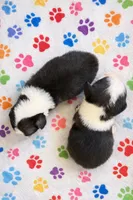 Marge, a female Cardigan Welsh Corgi for sale in Rush Springs, OK – Photo 4 of 7