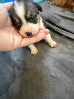 Marge, a female Cardigan Welsh Corgi for sale in Rush Springs, OK – Photo 5 of 7