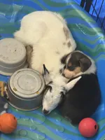 Marge, a female Cardigan Welsh Corgi for sale in Rush Springs, OK – Photo 6 of 7