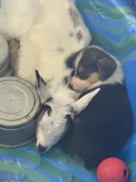 Marge, a female Cardigan Welsh Corgi for sale in Rush Springs, OK – Photo 3 of 7