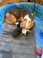 Marge, a female Cardigan Welsh Corgi for sale in Rush Springs, OK – Photo 7 of 7