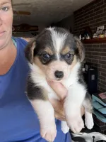 Marge, a female Cardigan Welsh Corgi for sale in Rush Springs, OK – Photo 2 of 7