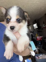Maybell, a female Cardigan Welsh Corgi for sale in Rush Springs, OK – Photo 4 of 5