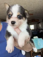 Maybell, a female Cardigan Welsh Corgi for sale in Rush Springs, OK – Photo 3 of 5