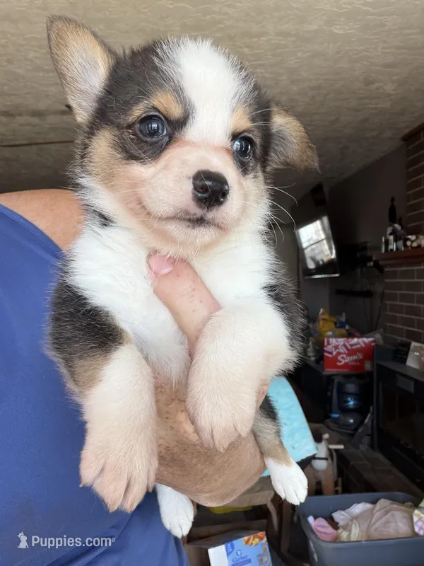 Maybell – Cardigan Welsh Corgi puppy for sale in Rush Springs, OK
