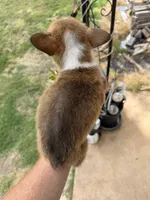 Honey brown male2, a male Cardigan Welsh Corgi and Pembroke Welsh Corgi for sale in Rush Springs, OK – 2 of 6