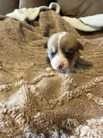 Honey Brown male 1, a male Cardigan Welsh Corgi and Pembroke Welsh Corgi for sale in Rush Springs, OK – 2 of 3