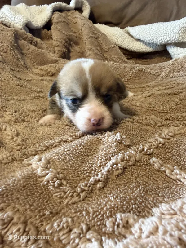 Honey Brown male 1 – Cardigan Welsh Corgi, Pembroke Welsh Corgi puppy for sale in Rush Springs, OK