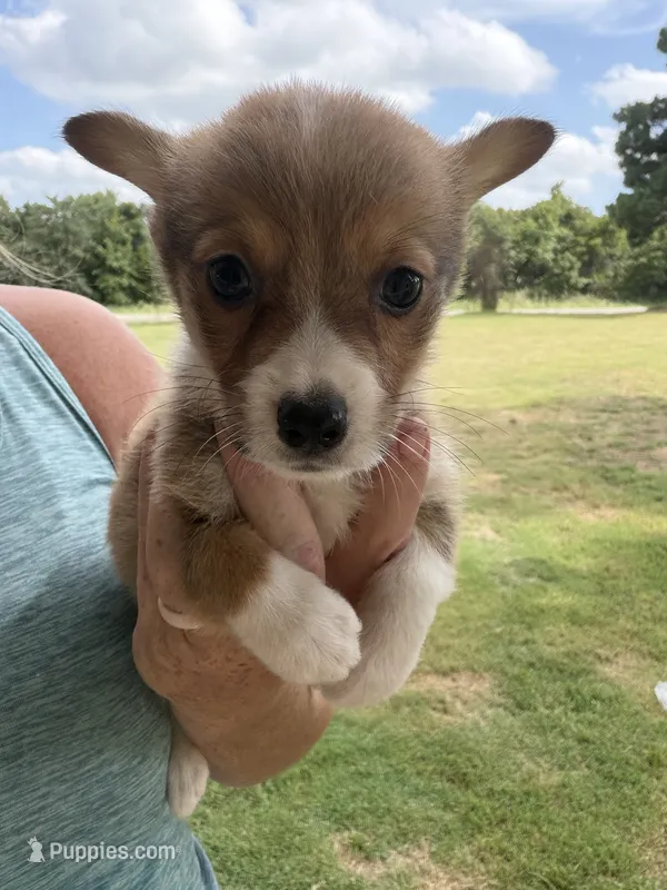 Honey brown male2 – Cardigan Welsh Corgi, Pembroke Welsh Corgi puppy for sale in Rush Springs, OK