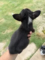 Honey black female , a female Cardigan Welsh Corgi and Pembroke Welsh Corgi for sale in Rush Springs, OK – 2 of 4