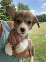 Honey Brown male 1, a male Cardigan Welsh Corgi and Pembroke Welsh Corgi for sale in Rush Springs, OK – 1 of 5