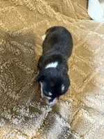 Honey black female , a female Cardigan Welsh Corgi and Pembroke Welsh Corgi for sale in Rush Springs, OK – 2 of 2