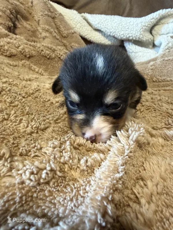 Honey black female  – Cardigan Welsh Corgi, Pembroke Welsh Corgi puppy for sale in Rush Springs, OK
