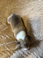 Honey girl brown, a female Cardigan Welsh Corgi and Pembroke Welsh Corgi for sale in Rush Springs, OK – 3 of 4