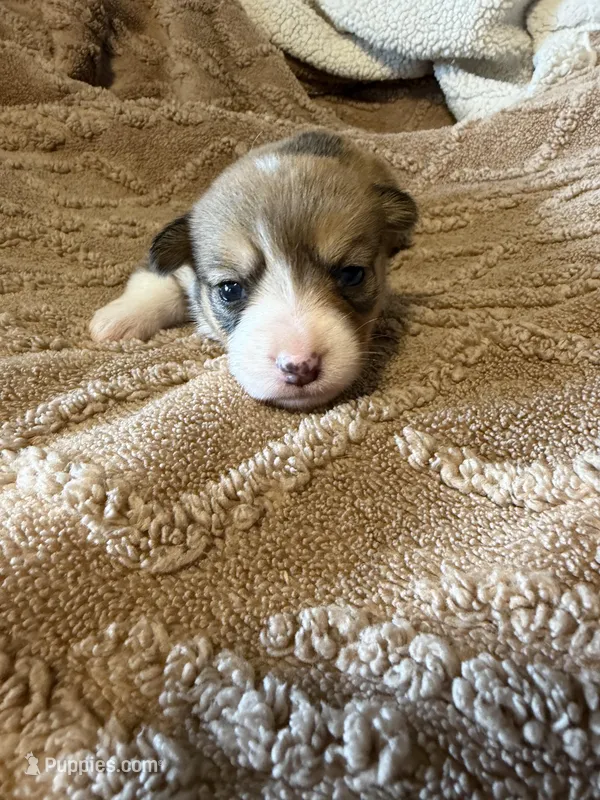 Honey girl brown – Cardigan Welsh Corgi, Pembroke Welsh Corgi puppy for sale in Rush Springs, OK