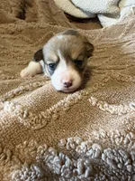 Honey girl brown, a female Cardigan Welsh Corgi and Pembroke Welsh Corgi for sale in Rush Springs, OK – 1 of 4