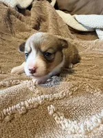 Honey girl brown, a female Cardigan Welsh Corgi and Pembroke Welsh Corgi for sale in Rush Springs, OK – 2 of 4