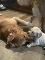 Lavender Collar, a female Golden Retriever for sale in Centre, AL – 2 of 2