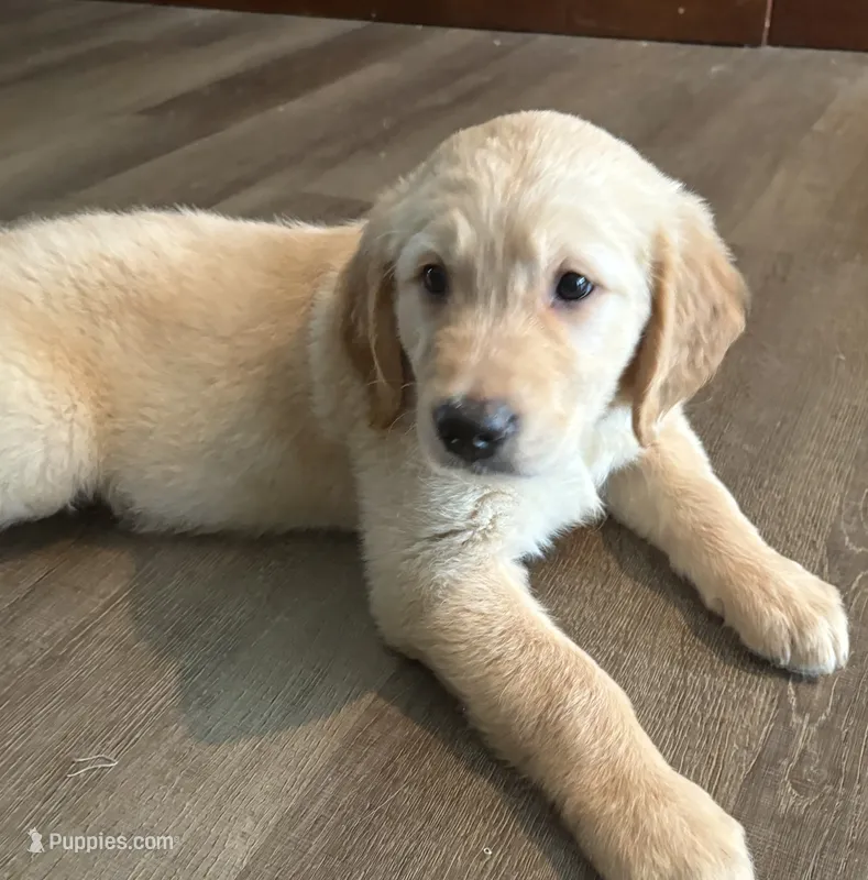 Blue Collar – Golden Retriever puppy for sale in Centre, AL