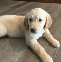 Blue Collar, a male Golden Retriever for sale in Centre, AL – 1 of 2