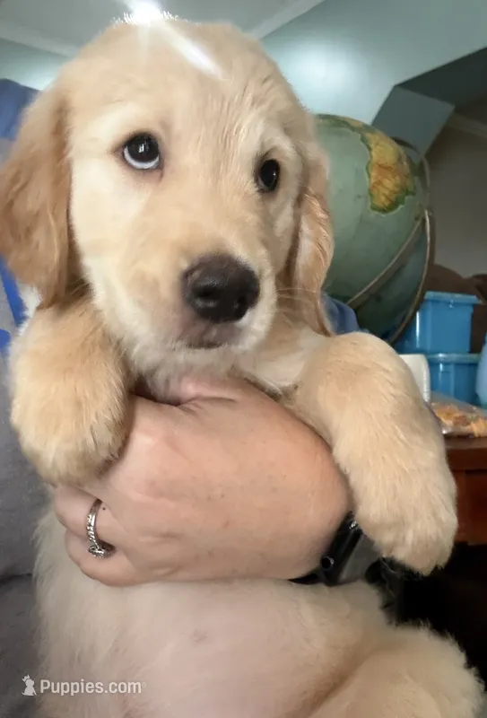 Red Collar – Golden Retriever puppy for sale in Centre, AL