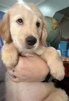 Red Collar, a male Golden Retriever for sale in Centre, AL – 1 of 2