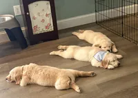 Red Collar, a male Golden Retriever for sale in Centre, AL – 2 of 2