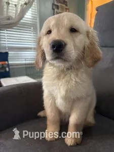 Lavender Collar – Golden Retriever puppy for sale in Centre, AL