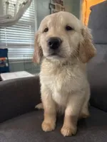 Lavender Collar, a female Golden Retriever for sale in Centre, AL – 1 of 2
