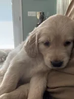 Blue Collar, a male Golden Retriever for sale in Centre, AL – 2 of 2