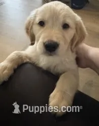 Orange Collar – Golden Retriever puppy for sale in Centre, AL
