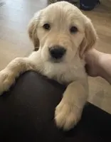 Orange Collar, a male Golden Retriever for sale in Centre, AL – 1 of 1