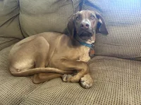 Simon, a male Rhodesian Ridgeback for sale in Louisville, KY – Photo 3 of 3
