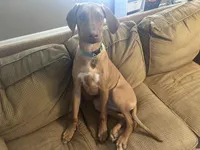 Simon, a male Rhodesian Ridgeback for sale in Louisville, KY – Photo 1 of 3