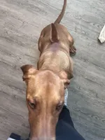 Simon, a male Rhodesian Ridgeback for sale in Louisville, KY – Photo 2 of 3