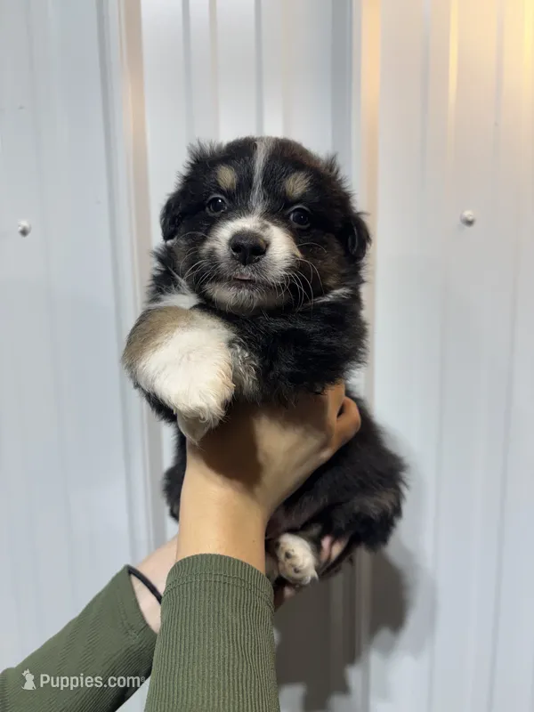 Whiskey, a male Miniature Australian Shepherd for sale in Belle, MO – 1 of 3