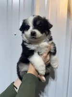 Josie, a female Miniature Australian Shepherd for sale in Belle, MO – 3 of 3
