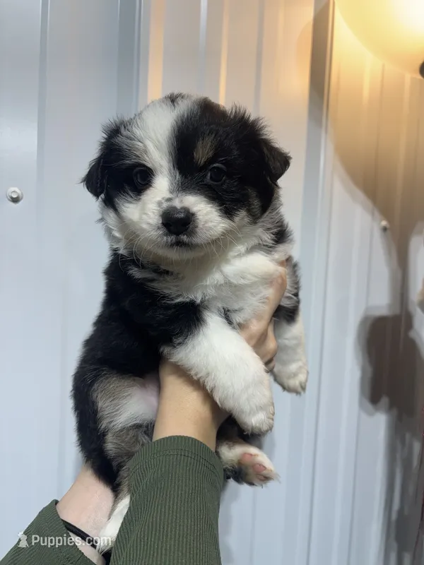 Josie, a female Miniature Australian Shepherd for sale in Belle, MO – 1 of 3