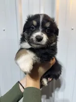 Whiskey, a male Miniature Australian Shepherd for sale in Belle, MO – 2 of 3