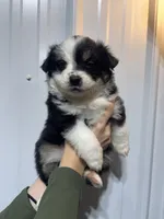 Josie, a female Miniature Australian Shepherd for sale in Belle, MO – 2 of 3