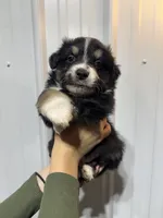 Whiskey, a male Miniature Australian Shepherd for sale in Belle, MO – 3 of 3