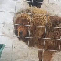 Moose, a male Tibetan Mastiff for sale in Salmon, ID – Photo 4 of 4