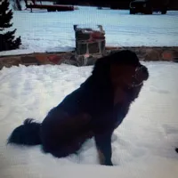 Moose, a male Tibetan Mastiff for sale in Salmon, ID – Photo 2 of 4
